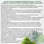 клеточный сок пихты сибирской с чагой, живой прямого отжима, органикмиръ, 100 мл - organicмиръ 87